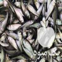 فروش بچه ماهی گرمابی ارسال تمام ایران در مهاباد در گروه انواع ماهی - سالمون شیر کپور قرمز شوریده سفید گوپی مرکب در یکمیوه