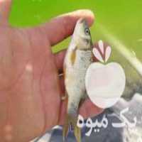 فروش عمده بچه ماهی گرمابی و غذای ماهی ارسال تمام ایران در مشهد در گروه انواع ماهی - سالمون شیر کپور قرمز شوریده سفید گوپی مرکب در یکمیوه