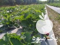 فروش بوته توت فرنگی در بابلسر در گروه خرید فروش عمده توت فرنگی - خرید فروش عمده قرمز سفید در یکمیوه -عکس1