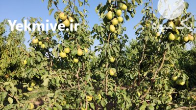 گلابی بیروتی در الوند در گروه خرید فروش عمده گلابی - شاه میوه نطنز قرمز خاردار در یکمیوه -عکس1