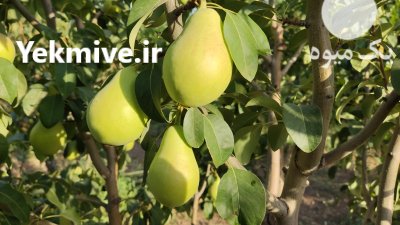 گلابی بیروتی در الوند در گروه خرید فروش عمده گلابی - شاه میوه نطنز قرمز خاردار در یکمیوه