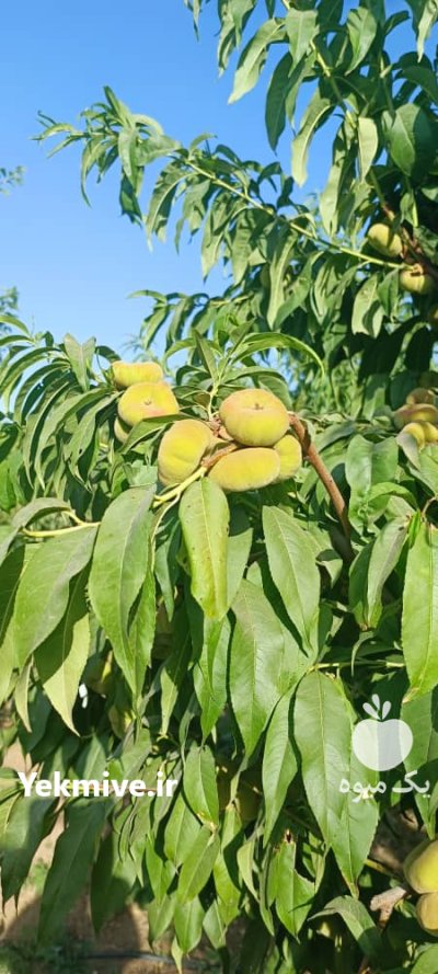 گلابی بیروتی در الوند در گروه خرید فروش عمده گلابی - شاه میوه نطنز قرمز خاردار در یکمیوه -عکس3