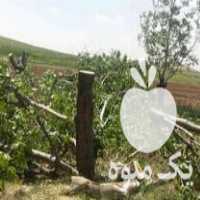 خریدارانواع چوب چناروضایعات باغی سیب زردآلو گیلاس توت در بوکان در گروه خرید فروش عمده چوب- زغال چوب گردو تبریزی خام در یکمیوه