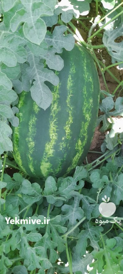 هندوانه ب 32 اصل پرو در شیراز در گروه خرید فروش عمده هندوانه - صادراتی گرد بیضی زرد قرمز در یکمیوه -عکس1