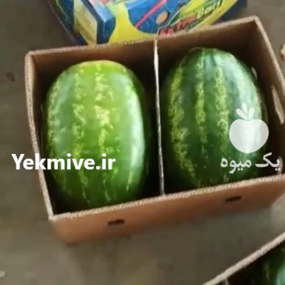 هندوانه ب 32 اصل پرو در شیراز در گروه خرید فروش عمده هندوانه - صادراتی گرد بیضی زرد قرمز در یکمیوه