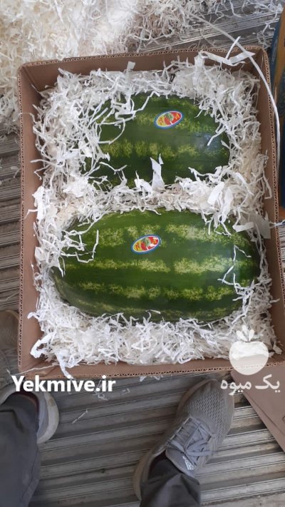 هندوانه ب 32 اصل پرو در شیراز در گروه خرید فروش عمده هندوانه - صادراتی گرد بیضی زرد قرمز در یکمیوه -عکس3
