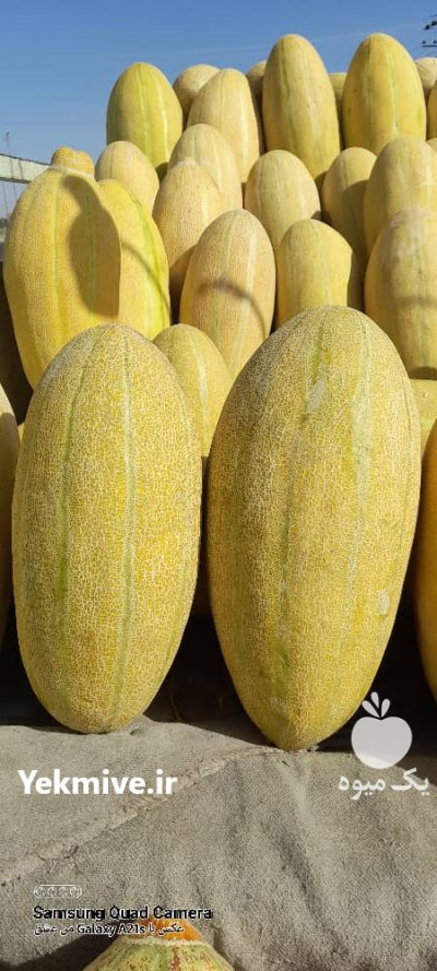 انواع خربزه در شیراز در گروه خرید فروش عمده خربزه - مشهدی درختی ایوانکی شاهپسند در یکمیوه -عکس1