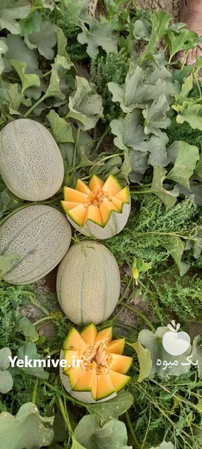انواع خربزه در شیراز در گروه خرید فروش عمده خربزه - مشهدی درختی ایوانکی شاهپسند در یکمیوه -عکس2