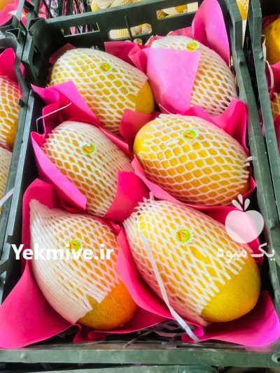 انواع خربزه در شیراز در گروه خرید فروش عمده خربزه - مشهدی درختی ایوانکی شاهپسند در یکمیوه