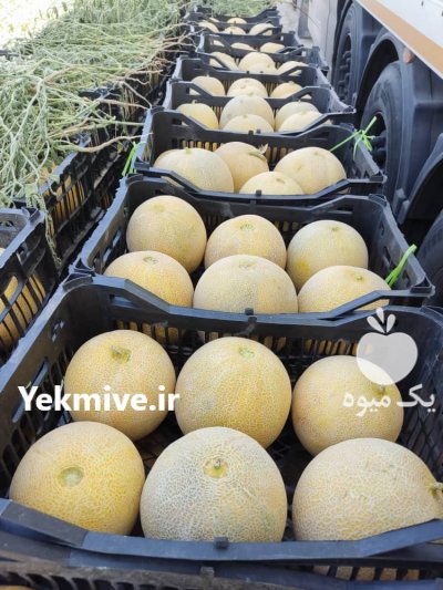 انواع خربزه در شیراز در گروه خرید فروش عمده خربزه - مشهدی درختی ایوانکی شاهپسند در یکمیوه -عکس4