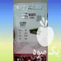 فروش خیار هیبرید گلخانه ای سون در اصفهان در گروه خرید فروش بذر - انواع محصول کشاورزی گوجه کتان میوه درخت در یکمیوه