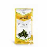 فروش بذر خیار تالیسیا در اصفهان در گروه خرید فروش بذر - انواع محصول کشاورزی گوجه کتان میوه درخت در یکمیوه