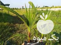 فروش نهال پالم واشینگتونیا در بابل  در گروه خرید فروش نهال - انواع گردو پسته بادام سلطانی انگور در یکمیوه -عکس1