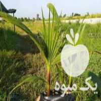 فروش نهال پالم واشینگتونیا در بابل  در گروه خرید فروش نهال - انواع گردو پسته بادام سلطانی انگور در یکمیوه