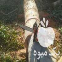 خرید چوب الات باغی حتی ریشه درختان در نقده در گروه خرید فروش عمده چوب- زغال چوب گردو تبریزی خام در یکمیوه