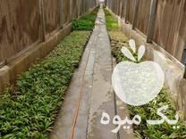 فروش عمده کالانگوا گلدان 16 در هشتگرد در گروه خرید فروش عمده انواع گل - پروش قاشقی موسی ساکولنت بن سای در یکمیوه -عکس1