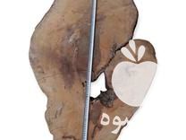 فروش اسلایس گردبینه چوب گردو قطر 1 متر در رشت در گروه خرید فروش عمده چوب- زغال چوب گردو تبریزی خام در یکمیوه -عکس1