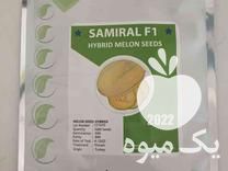 فروش بذر ملون اوربیت سید امریکا در اصفهان در گروه خرید فروش بذر - انواع محصول کشاورزی گوجه کتان میوه درخت در یکمیوه -عکس1