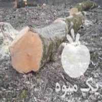 فروش چوب جنگلی راش توسکا‌‌… در آمل در گروه خرید فروش عمده چوب- زغال چوب گردو تبریزی خام در یکمیوه