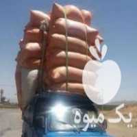 خرید و فروش کاه وعلوفه خوراک دام در اقلید در گروه خوراک دام و طیور - پرواری شیری علوفه یونجه در یکمیوه