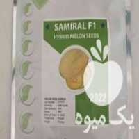 فروش بذر ملون اوربیت سید امریکا در اصفهان در گروه خرید فروش بذر - انواع محصول کشاورزی گوجه کتان میوه درخت در یکمیوه