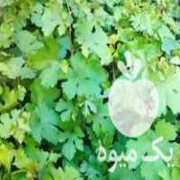 فروش ریشه گلدانی انگور رشه سردشت در پیرانشهر در گروه خرید فروش عمده انگور - یاقوتی شانی عسگری بی دانه قرمز در یکمیوه