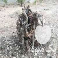 فروش چوب انگور در زرقان در گروه خرید فروش عمده چوب- زغال چوب گردو تبریزی خام در یکمیوه