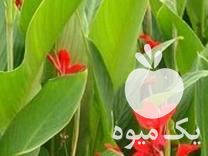 فروش پیاز گل اختر تمام رنگها نژاد هلندی در اسلامشهر در گروه خرید فروش عمده گیاهان زینتی - گرمسیری آپارتمانی باغچه آب در یکمیوه -عکس1