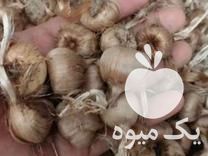 فروش پیاز زعفران کیلویی 15 در خمین در گروه خرید فروش عمده زعفران - قائنات قیمت خراسان بهرامن گرم در یکمیوه -عکس1