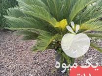 فروش انواع سیکاس در محمودآباد در گروه خرید فروش عمده پیاز - قرمز سفید زرد ترشی تازه انباری در یکمیوه -عکس1