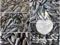 فروش عمده تخمه خام و شور در چالوس در گروه خرید فروش عمده آفتابگردان - تخمه خوی دیم گل در یکمیوه -عکس1