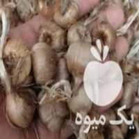 فروش پیاز زعفران کیلویی 15 در خمین در گروه خرید فروش عمده زعفران - قائنات قیمت خراسان بهرامن گرم در یکمیوه