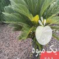 فروش انواع سیکاس در محمودآباد در گروه خرید فروش عمده پیاز - قرمز سفید زرد ترشی تازه انباری در یکمیوه