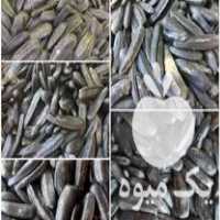 فروش عمده تخمه خام و شور در چالوس در گروه خرید فروش عمده آفتابگردان - تخمه خوی دیم گل در یکمیوه