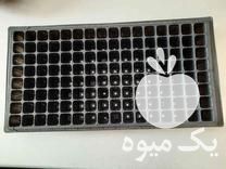 فروش سینی نشا در تهران در گروه خرید فروش نشا - انواع گوجه برنج کاهو پیاز کاری فرنگی در یکمیوه -عکس1