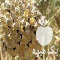 فروش بذر پیاز مینروا و ریوبراوو در شیراز در گروه خرید فروش عمده پیاز - قرمز سفید زرد ترشی تازه انباری در یکمیوه