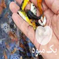 فروش انواع بچه ماهی کوی در اصفهان در گروه انواع ماهی - سالمون شیر کپور قرمز شوریده سفید گوپی مرکب در یکمیوه