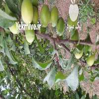 پیش فروش باغ سیب درختی استانه در اراک در گروه خرید فروش عمده سیب - زرد و قرمز گلاب پاییزه در یکمیوه