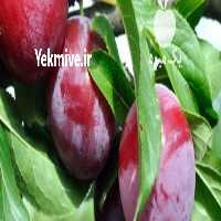 فروش اجاره باغ آلو شابلون در تهران در گروه خرید فروش عمده آلو - آلوچه گوجه سبز زرد خاکی شابلون سانتریزه سیاه در یکمیوه