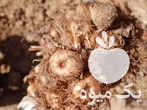 فروش پیاز زعفران مرغوب در تربت حیدریه در گروه خرید فروش عمده زعفران - قائنات قیمت خراسان بهرامن گرم در یکمیوه -عکس1