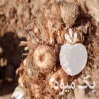 فروش پیاز زعفران مرغوب در تربت حیدریه در گروه خرید فروش عمده زعفران - قائنات قیمت خراسان بهرامن گرم در یکمیوه