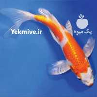 تکثیر ،  پرورش و فروش ماهی کوی مزرعه پرورش ماهی شرکت دان در تهران در گروه انواع ماهی - سالمون شیر کپور قرمز شوریده سفید گوپی مرکب در یکمیوه