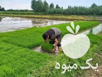 فروش تیم نشا هاشمی در آمل در گروه خرید فروش نشا - انواع گوجه برنج کاهو پیاز کاری فرنگی در یکمیوه -عکس1