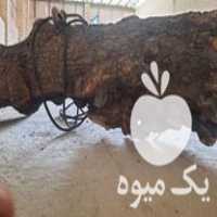 فروش چوب و انواع ان در سایزهای مختلف در سرایان در گروه خرید فروش عمده چوب- زغال چوب گردو تبریزی خام در یکمیوه