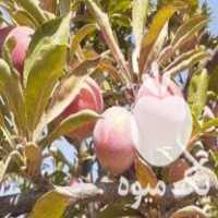 فروش الو شابلون عمده 6 تن در آبیک در گروه خرید فروش عمده آلو - آلوچه گوجه سبز زرد خاکی شابلون سانتریزه سیاه در یکمیوه