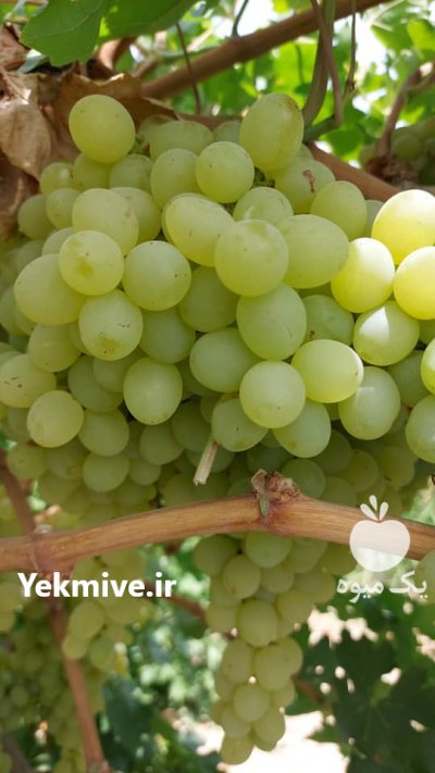 به چند باربارکن نیازمندیم در اهواز در گروه بار بارکن خرید و فروش عمده محصولات کشاورزی باربارکن میوه گوجه در یکمیوه -عکس1