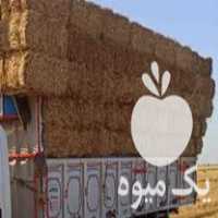 فروش کاه گندم پرس در یزد در گروه خوراک دام و طیور - پرواری شیری علوفه یونجه در یکمیوه