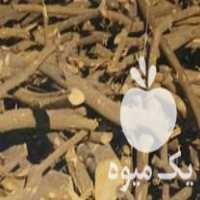 فروش چوب مرکبات و انبه رودان‌ در جهرم در گروه خرید فروش عمده چوب- زغال چوب گردو تبریزی خام در یکمیوه