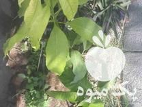 فروش نهال انبه پاکستانی زود بازده درجه 1 جنوب کرمان در جیرفت در گروه خرید فروش نهال - انواع گردو پسته بادام سلطانی انگور در یکمیوه -عکس1