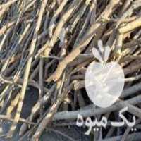 خرید و فروش چوب هیزم شاخه تنه تخته هرس قطع درخت در تهران در گروه خرید فروش عمده چوب- زغال چوب گردو تبریزی خام در یکمیوه